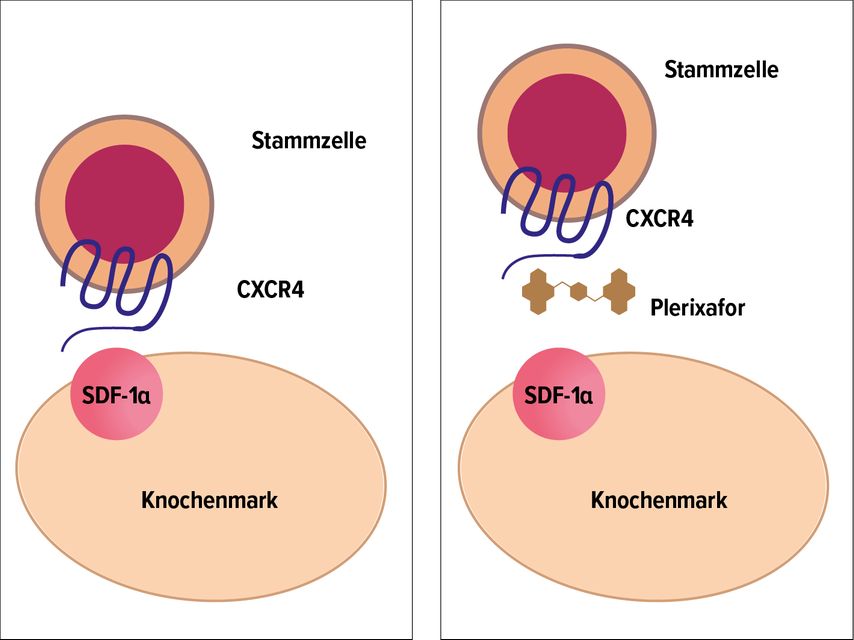 Wirkmechanismus von Plerixafor. Plerixafor hemmt die Bindung zwischen dem Chemokinrezeptor 4 (CXCR4) der Stammzelle und dem „Stromal derived“-Faktor-1α