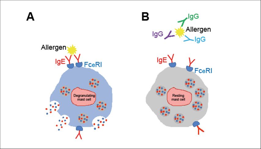 Wirkmechanismus der allergenspezifischen, blockierenden Antikörper in Mastzellen