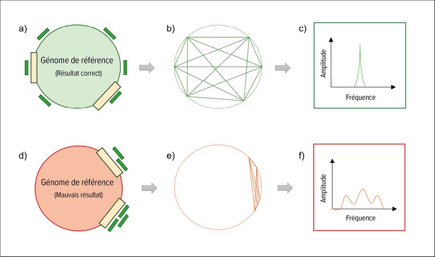 Illustration simplifiée de la manière d’utiliser le placement de morceaux d’ADN le long d’un génome de référence pour détecter la présence d’une bactérie dans l’échantillon du patient.