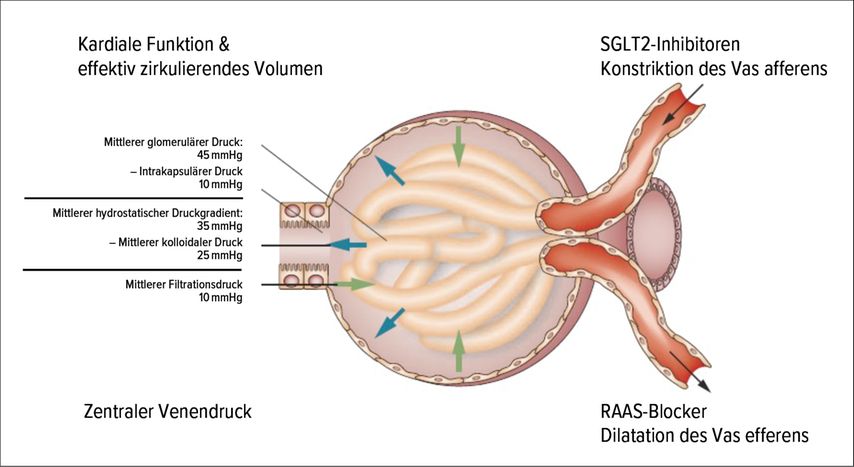 Transglomerulärer Druckgradient