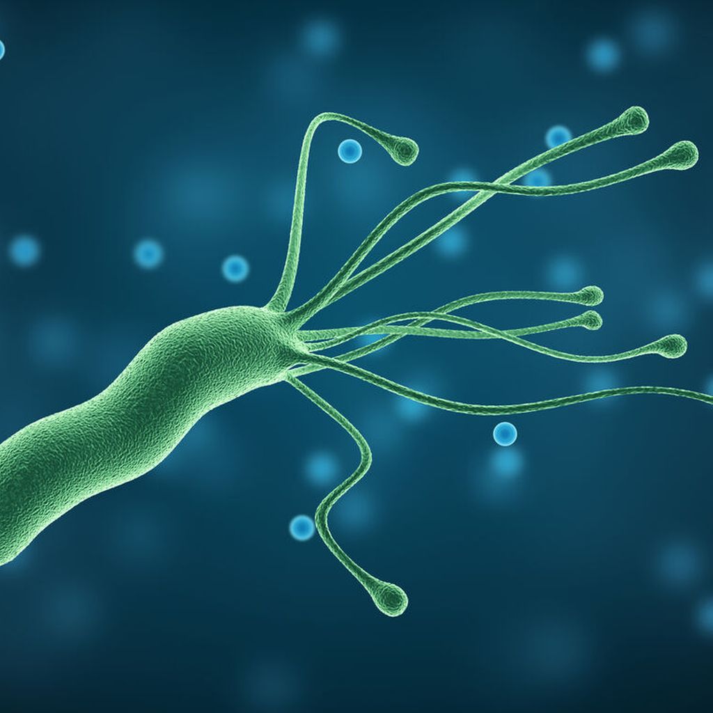 Neue Wirkstoffe sollen Helicobacter pylori lahmlegen Universimed