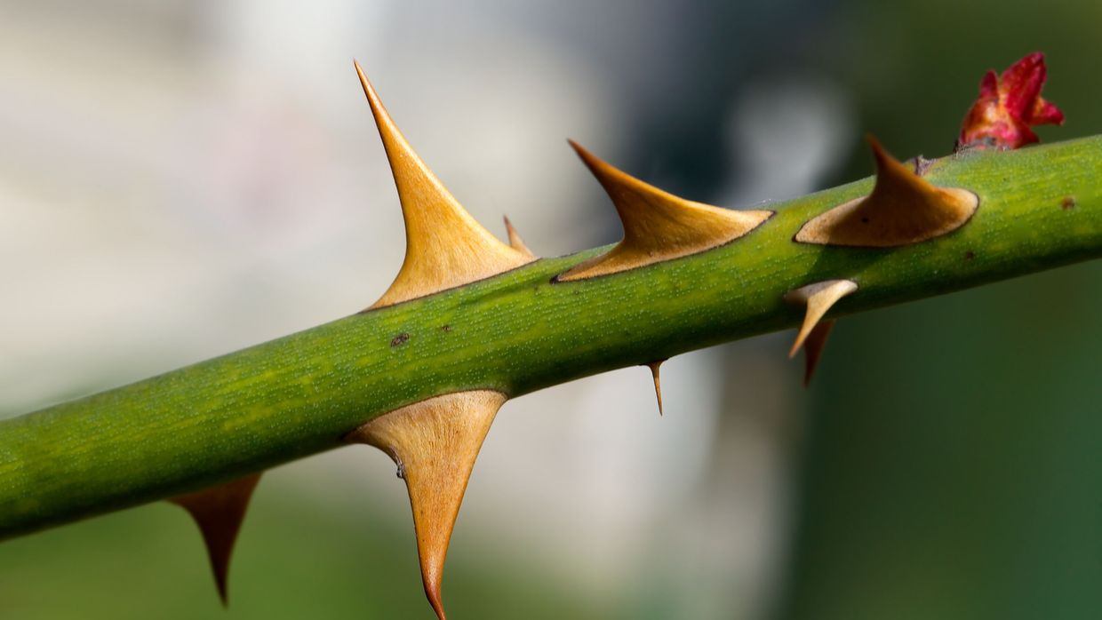 Toxische und allergische Reaktionen durch Pflanzen - Dermatologie -  Universimed - Medizin im Fokus