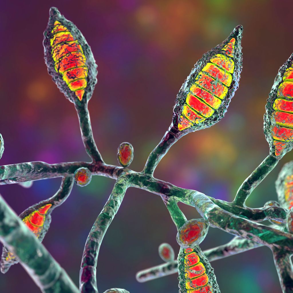 Update Dermatophyten Dermatologie Universimed Knowledge that matters