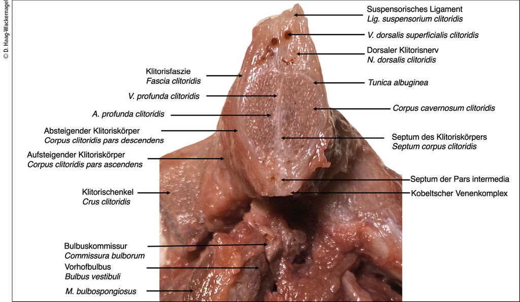 sex befriedigen Das Bulboklitoralorgan in der gynäkologischen Praxis - Gynäkologie &  Geburtshilfe - Universimed