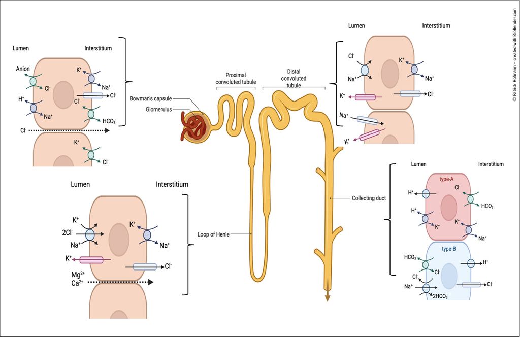 Chloride in the spotlight – the hidden driver of acid-base homeostasis ...