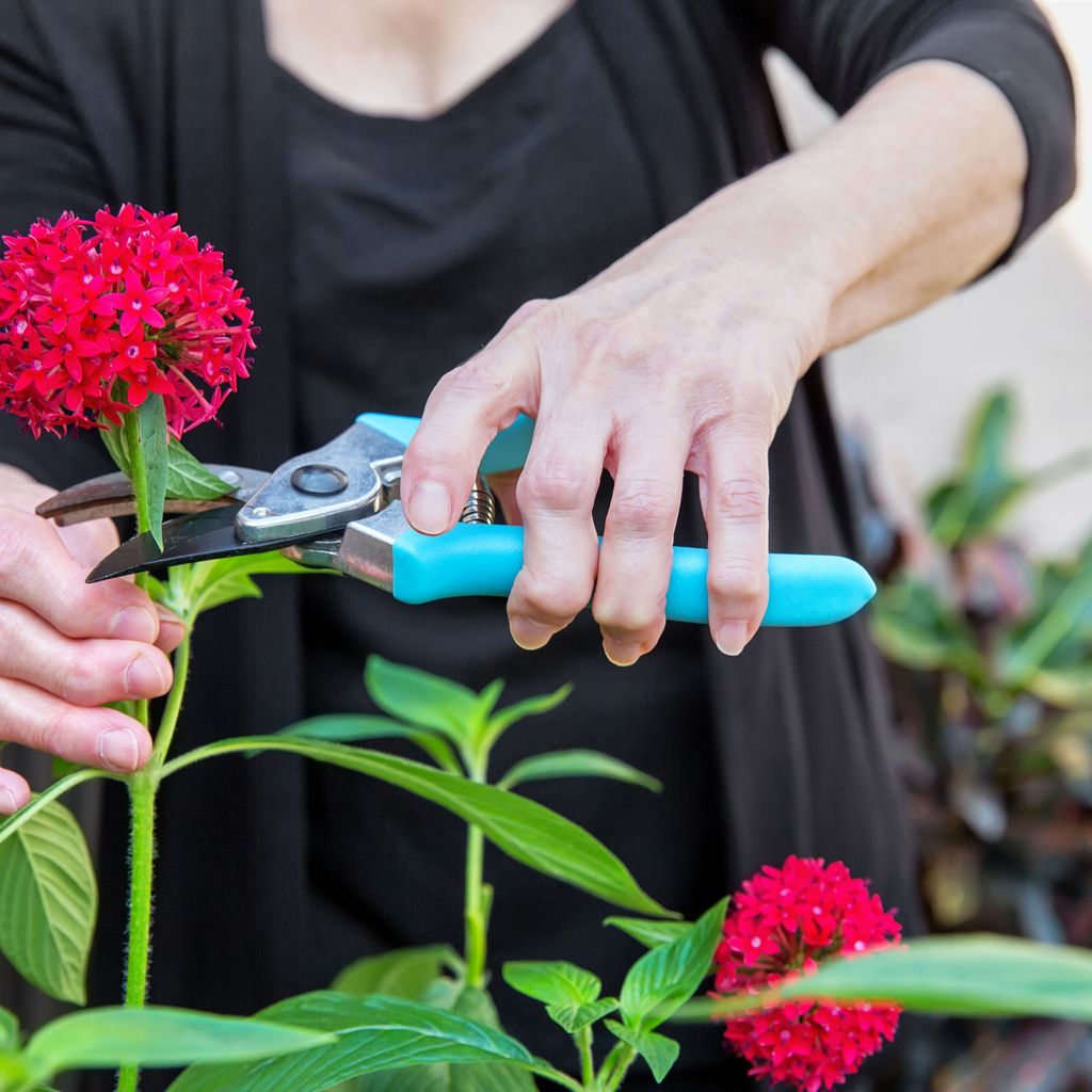 Risankizumab wirksam bei PsoriasisArthritis Dermatologie