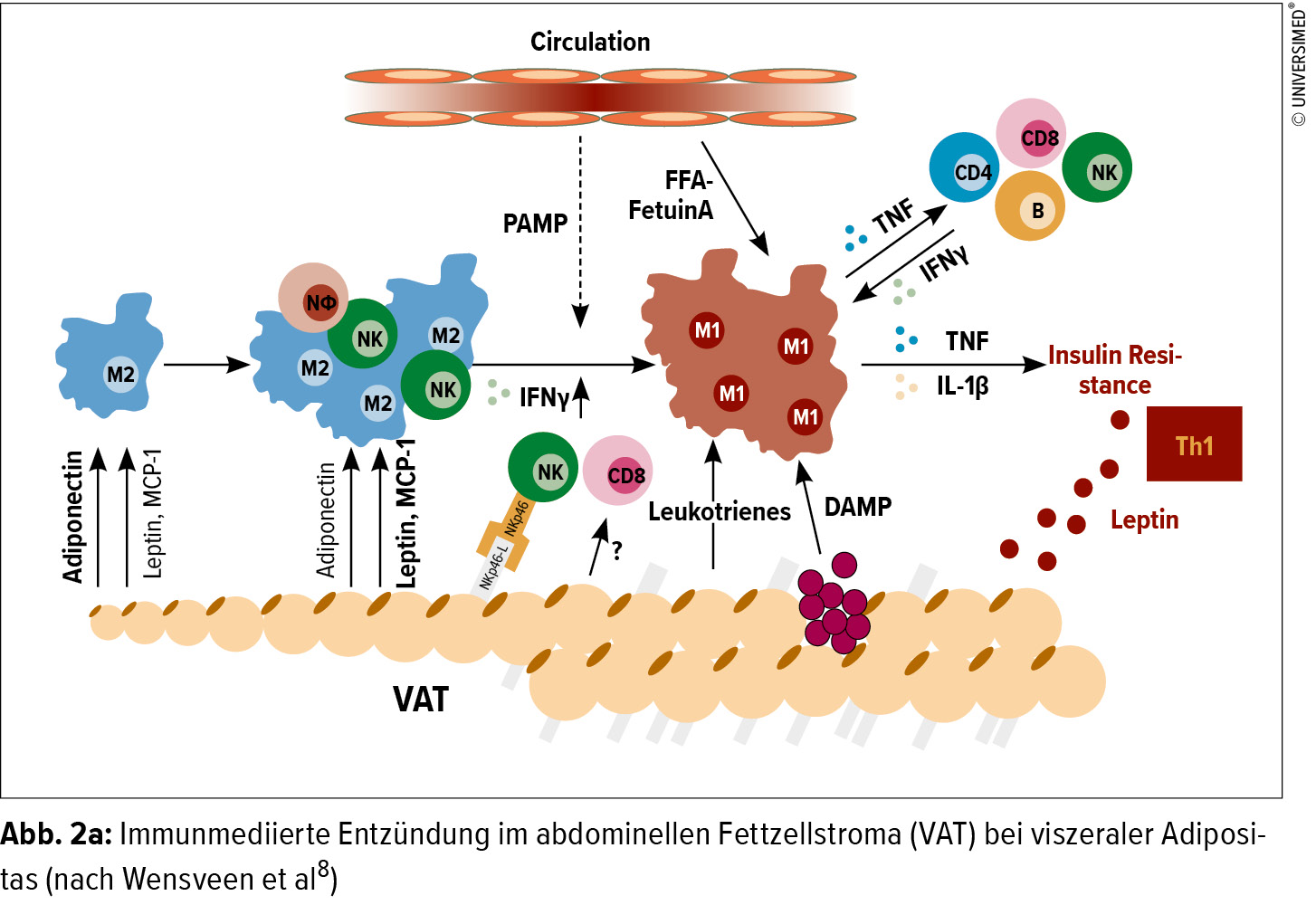 glp 1 wirkung Was GLP-1-Analoga und DPP-4-Hemmer versprechen - Endokrinologie &  Diabetologie - Universimed