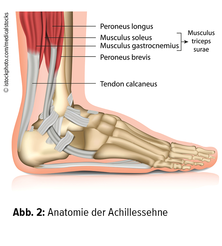 Die Haufigsten Fusserkrankungen In Der Hausarztpraxis Orthopadie Traumatologie Universimed Medizin Im Fokus